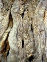 Juniperus - Pequim - China