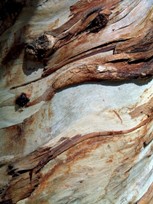Eucalipto (Eucalyptus globulus Labill)