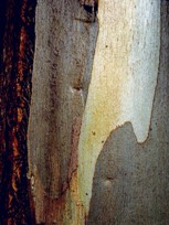 Eucalipto (Eucalyptus globulus Labill) - Viseu - Portugal
