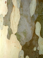 Eucalipto (Eucalyptus globulus Labill)