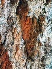 Teus mapas (maravilhosas
imperfeies), marcados ao
acaso em teu corpo, so
caminhos por onde navegam as
canoas da minha imaginao.
Se uns dias, ao passar
indiferente, no os noto, no
quer dizer que esteja longe
de ti. Quer dizer (terrvel
confisso!) que estou longe
de mim mesmo.<p></p>

Detalhe de casca de Angelim Vermelho<br>
Tailndia - Par, Brasil